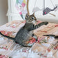 Hanging Cat Scratch Mouse